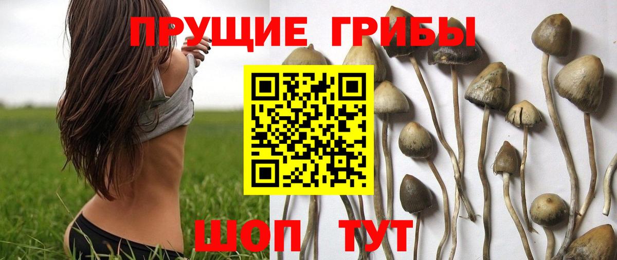 Галлюциногенные грибы прущие грибы Россия